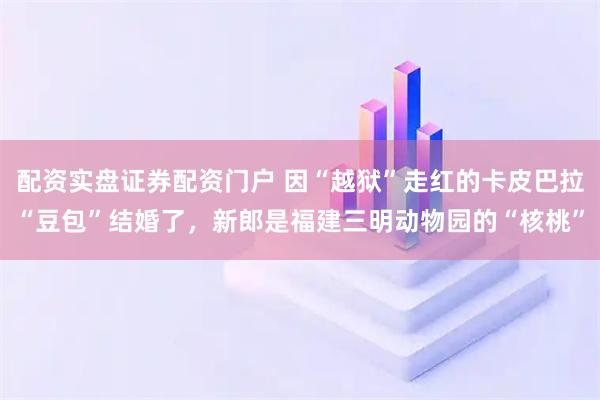 配资实盘证券配资门户 因“越狱”走红的卡皮巴拉“豆包”结婚了，新郎是福建三明动物园的“核桃”